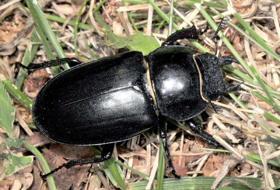 Lucanus cervus cervus,  femmina  e  Aphodiidae: cfr. Nialus varians